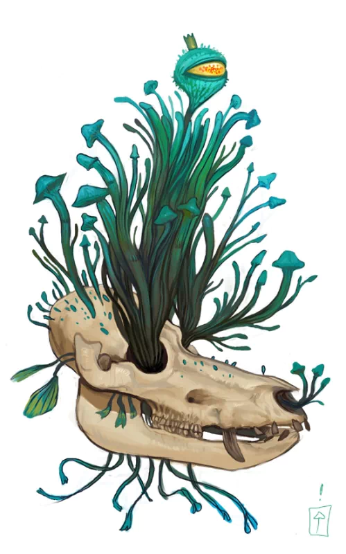  skull fungus by fungi