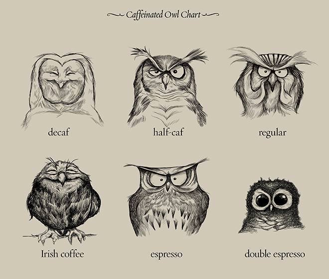 Coffee Explained by owls