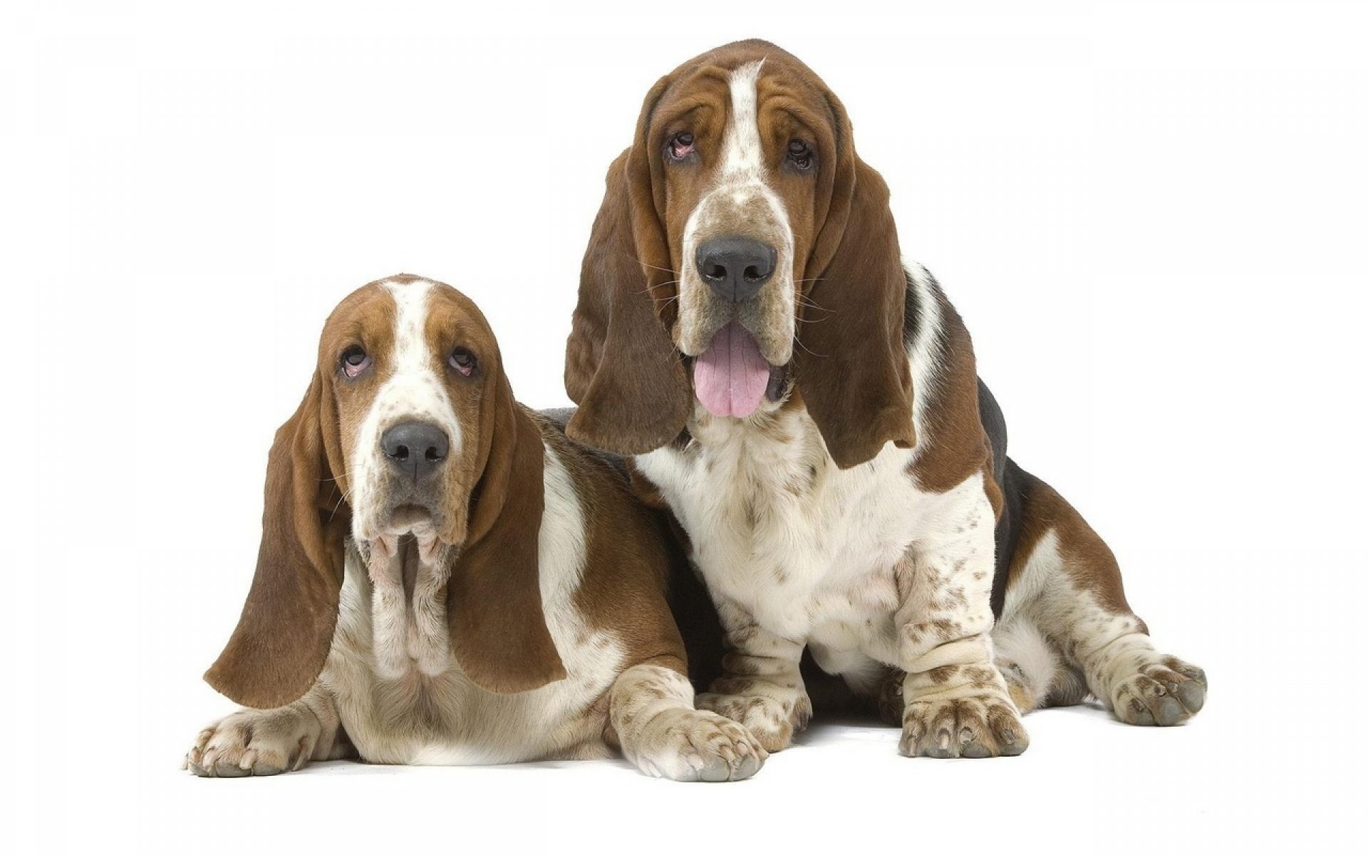 Two basset hound dogs with long ears and droopy eyes lie side by side against a white background.
