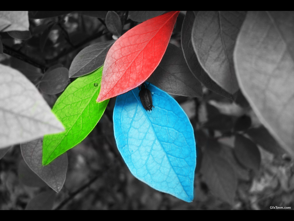coloured leaves
