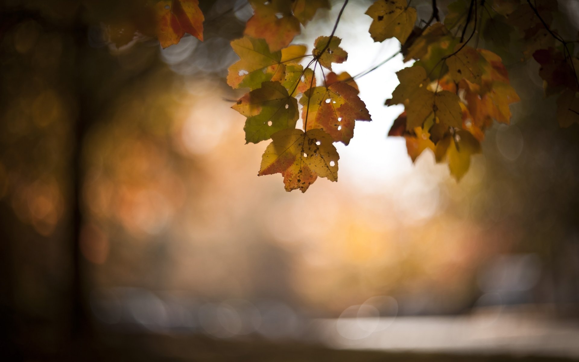 Close-up of an autumn leaf cluster hanging from a branch with warm golden bokeh in the background, a tranquil nature scene.