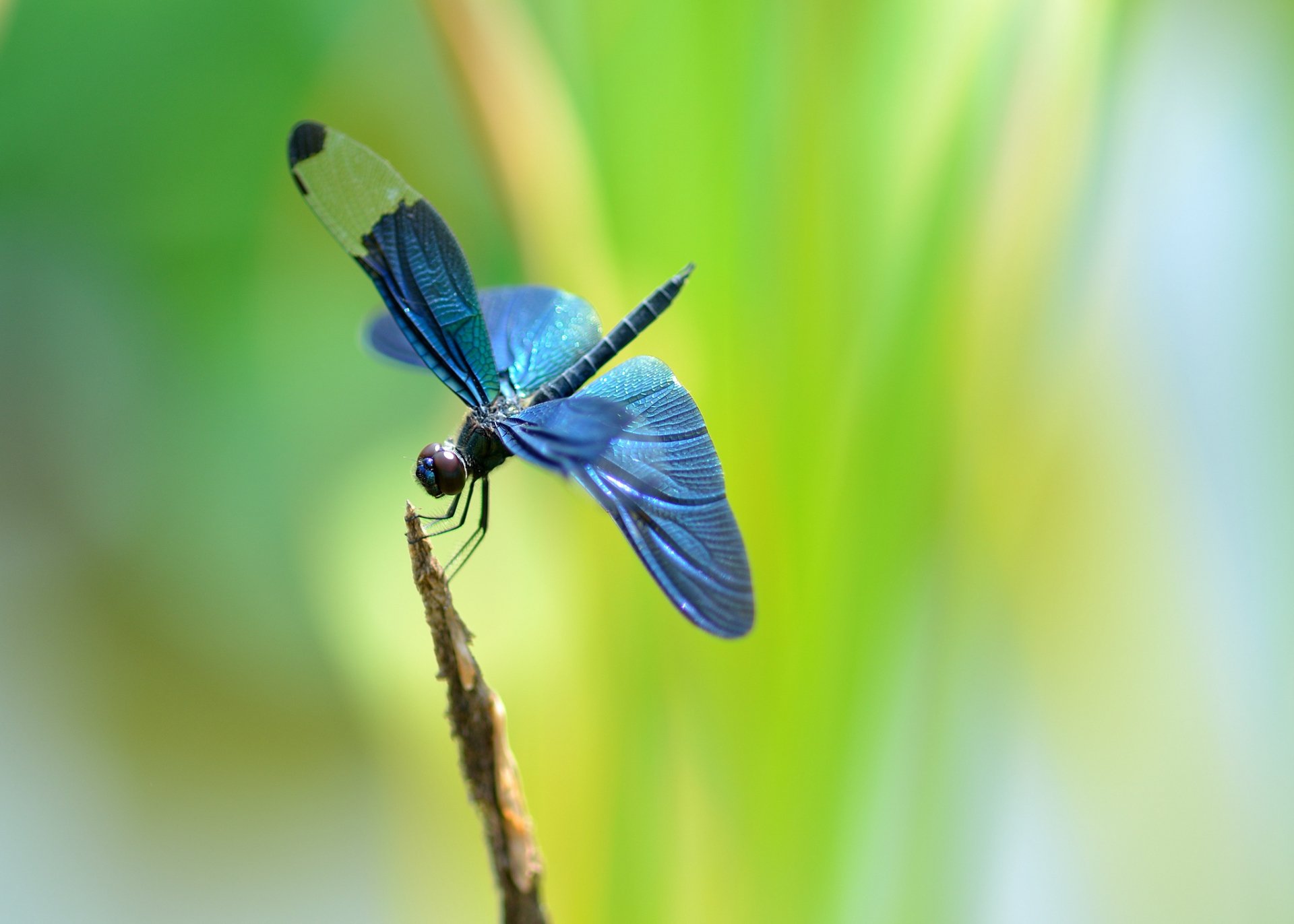 Download Animal Dragonfly Art