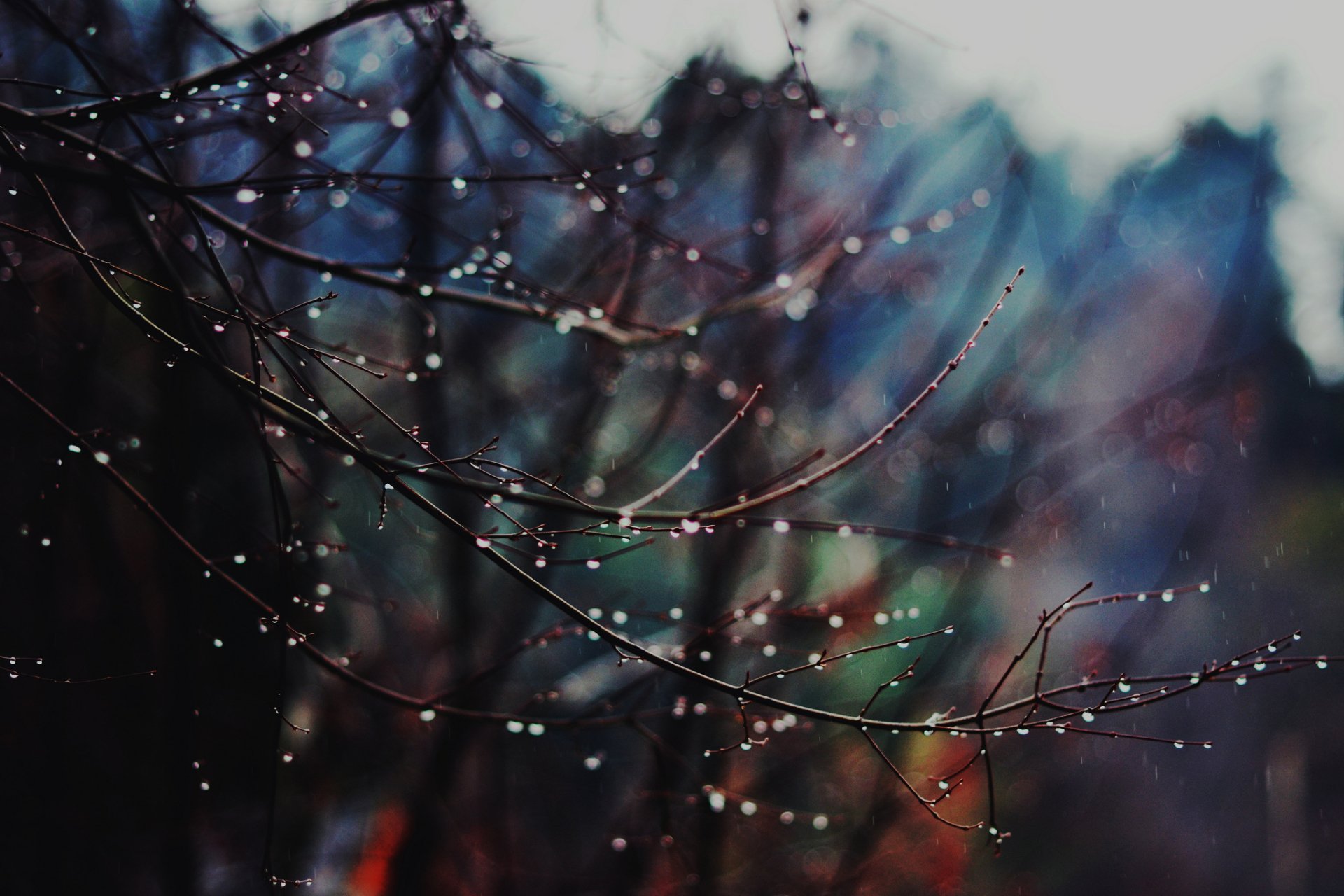 Download Nature Close-up Art