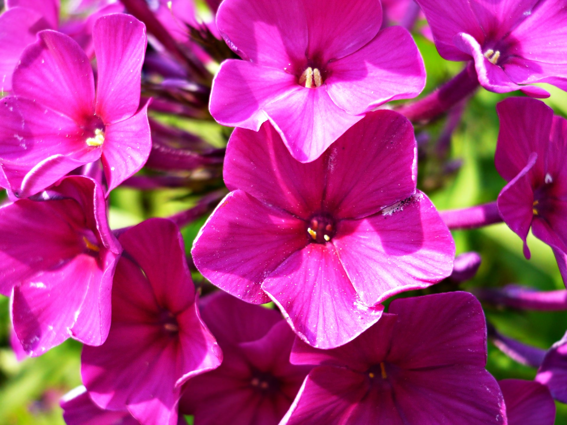 Close-up nature shot of a vibrant magenta flower cluster with five-petaled blooms and bright green foliage.
