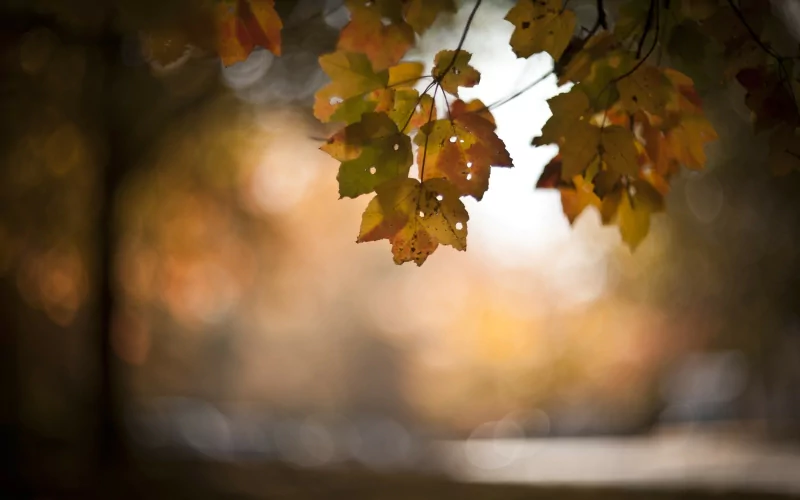 Close-up of an autumn leaf cluster hanging from a branch with warm golden bokeh in the background, a tranquil nature scene.