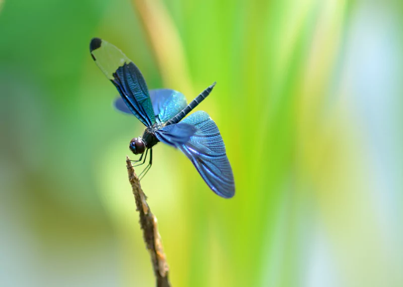 Animal dragonfly Image