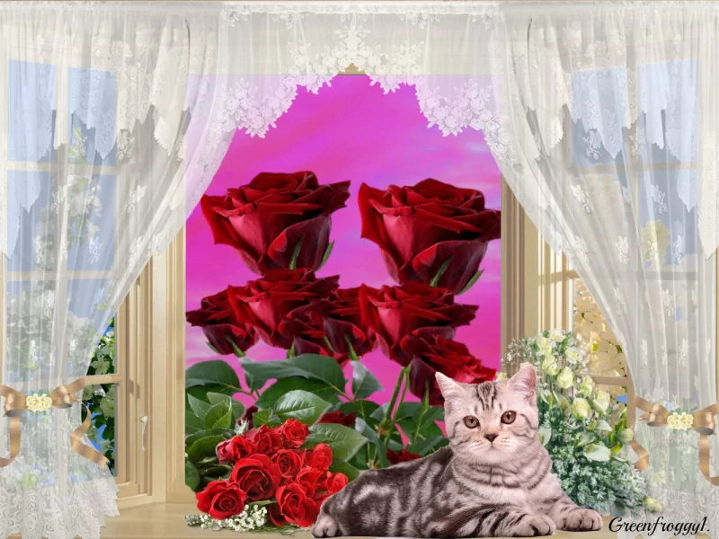 Artistic artwork: a silver-tabby cat lounges on a windowsill framed by lace curtains, with bouquets of red roses and a vivid magenta sky beyond.