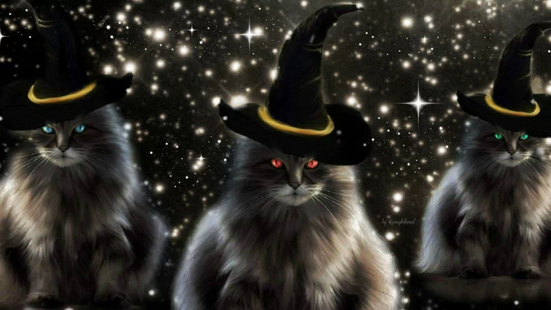 Three fluffy cats wearing witch hats sit against a sparkling, starry background, capturing a spooky Halloween atmosphere.