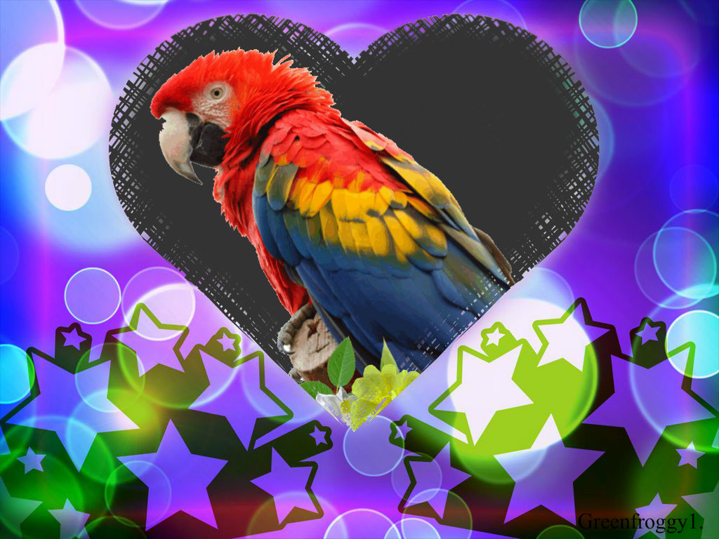 MACAW HEART by GREENFROGGY1
