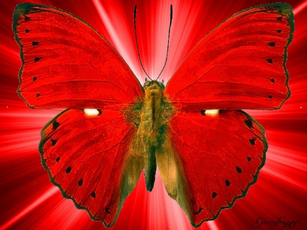 Цветок красные бабочки. Красная бабочка. Яркие бабочки. Алая бабочка. Красивая красная бабочка.