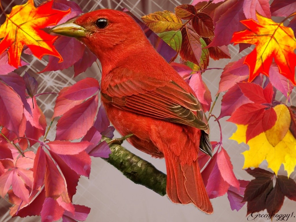 RED BIRD IN BRANCHES by GREENFROGGY1