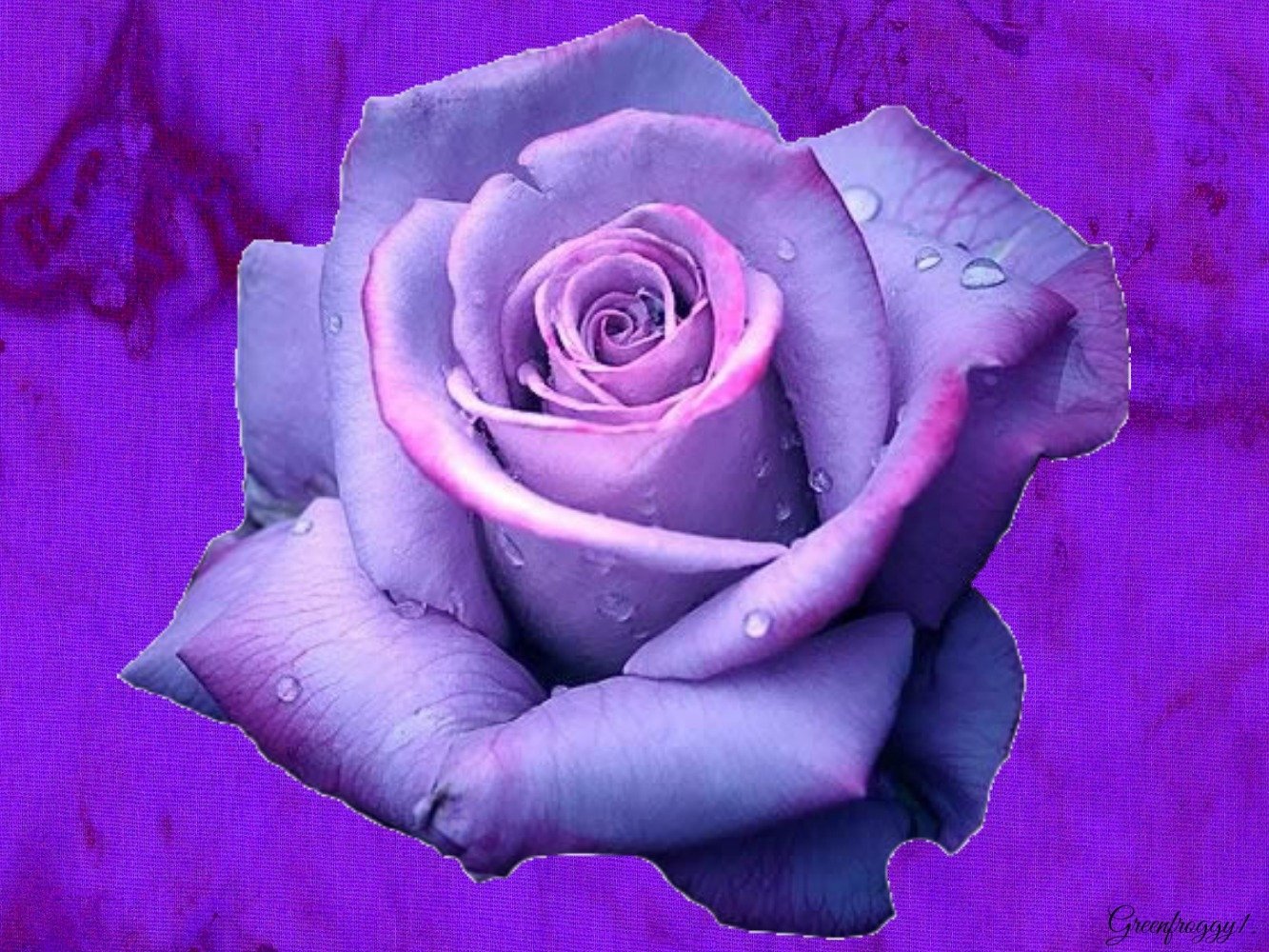 Artistic close-up of a lavender-purple rose with dewdrops on its petals set against a textured magenta background.