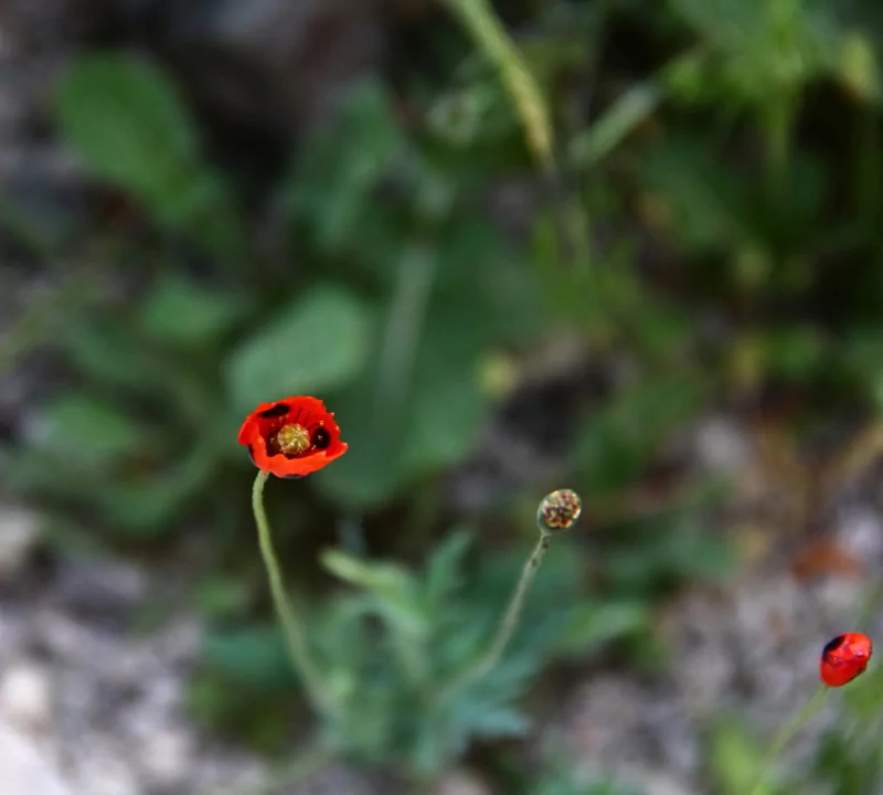 Nature close-up: single red wildflower with two buds on slender stems against blurred green foliage and rocky ground.