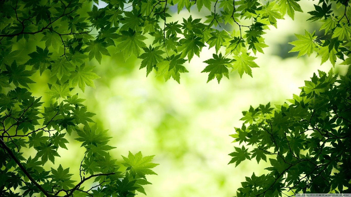Green leaves form a natural frame against a softly blurred background, highlighting the beauty of nature and fresh foliage.