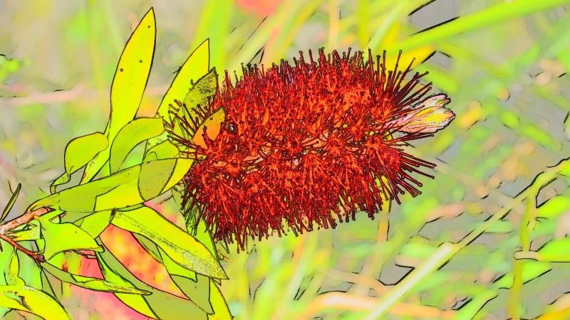  Artistic Red Bottlebrush Flower