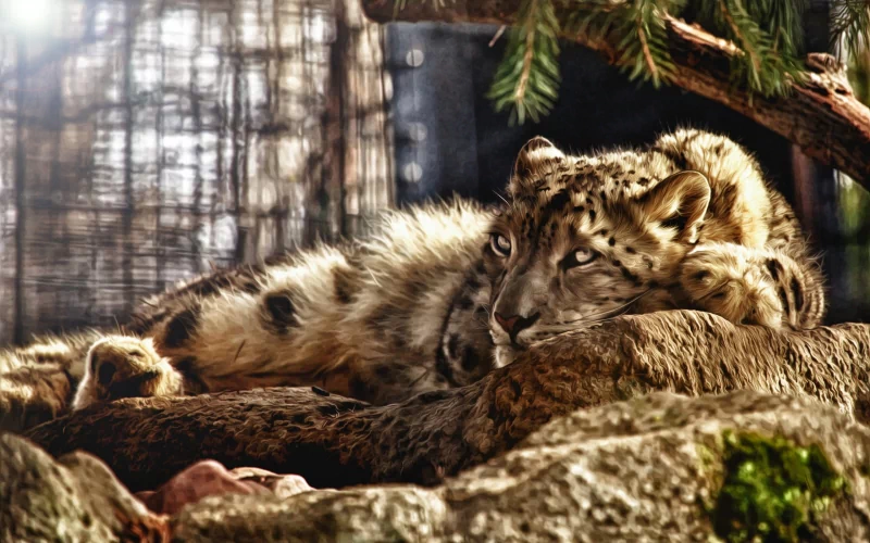 A snow leopard lounges on a rocky surface, resting its head on its paws, surrounded by a natural environment with greenery and soft lighting.