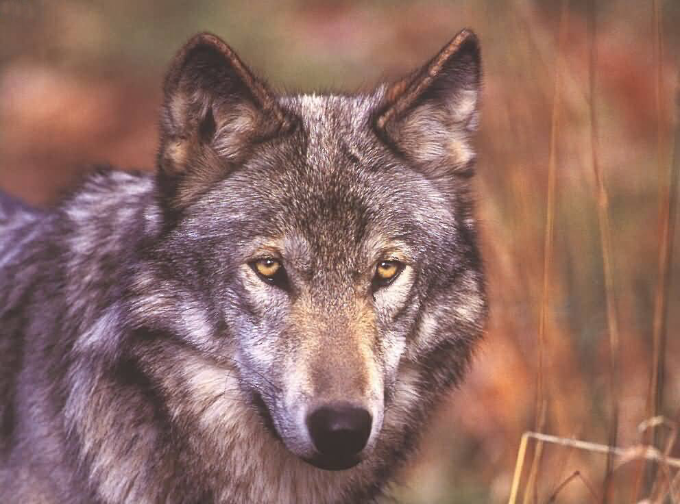 Wolf Art - ID: 7255