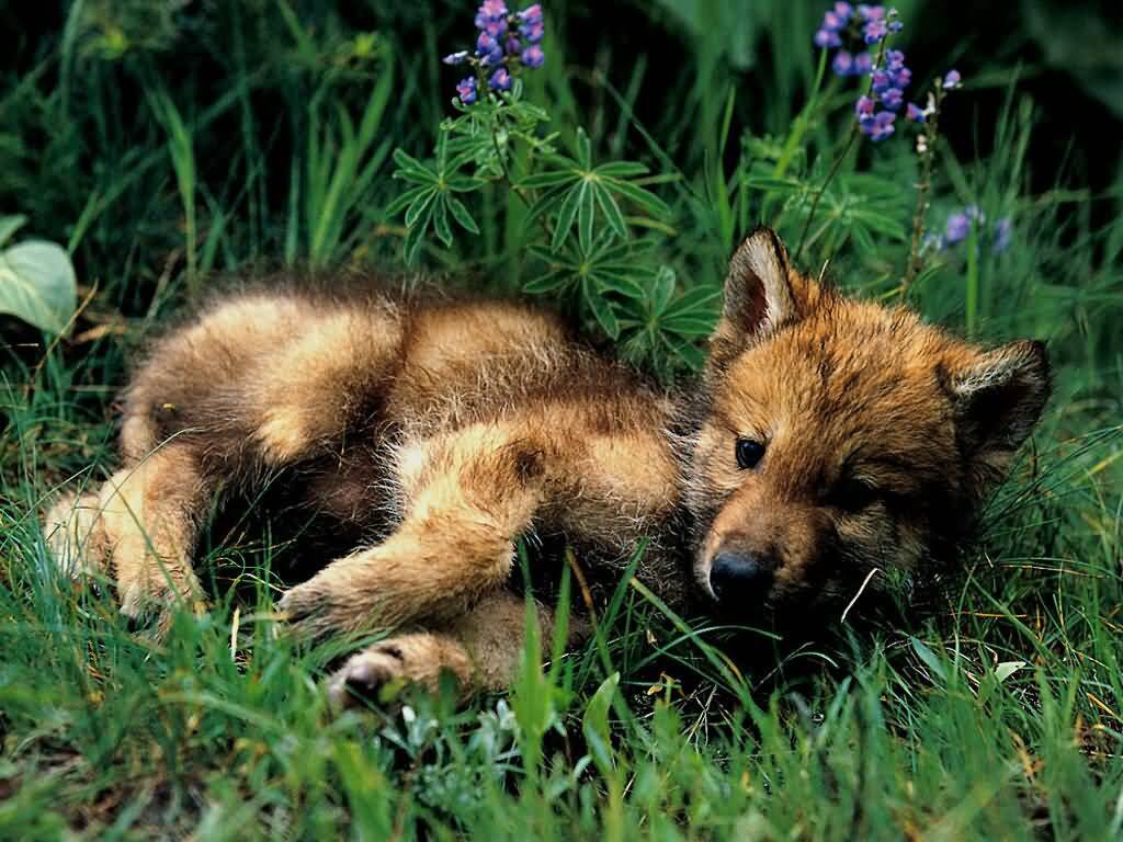 A young wolf lies in the grass, surrounded by greenery and purple flowers, exuding a sense of calm and peace in its natural habitat.