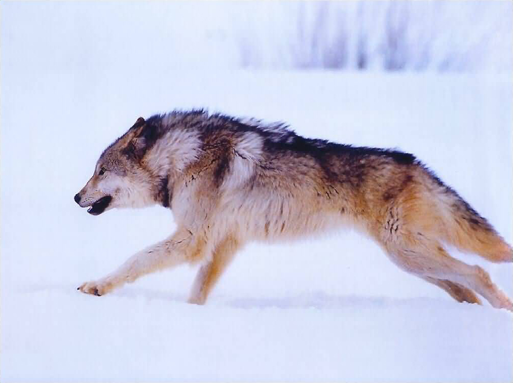 wolf-art-id-7273