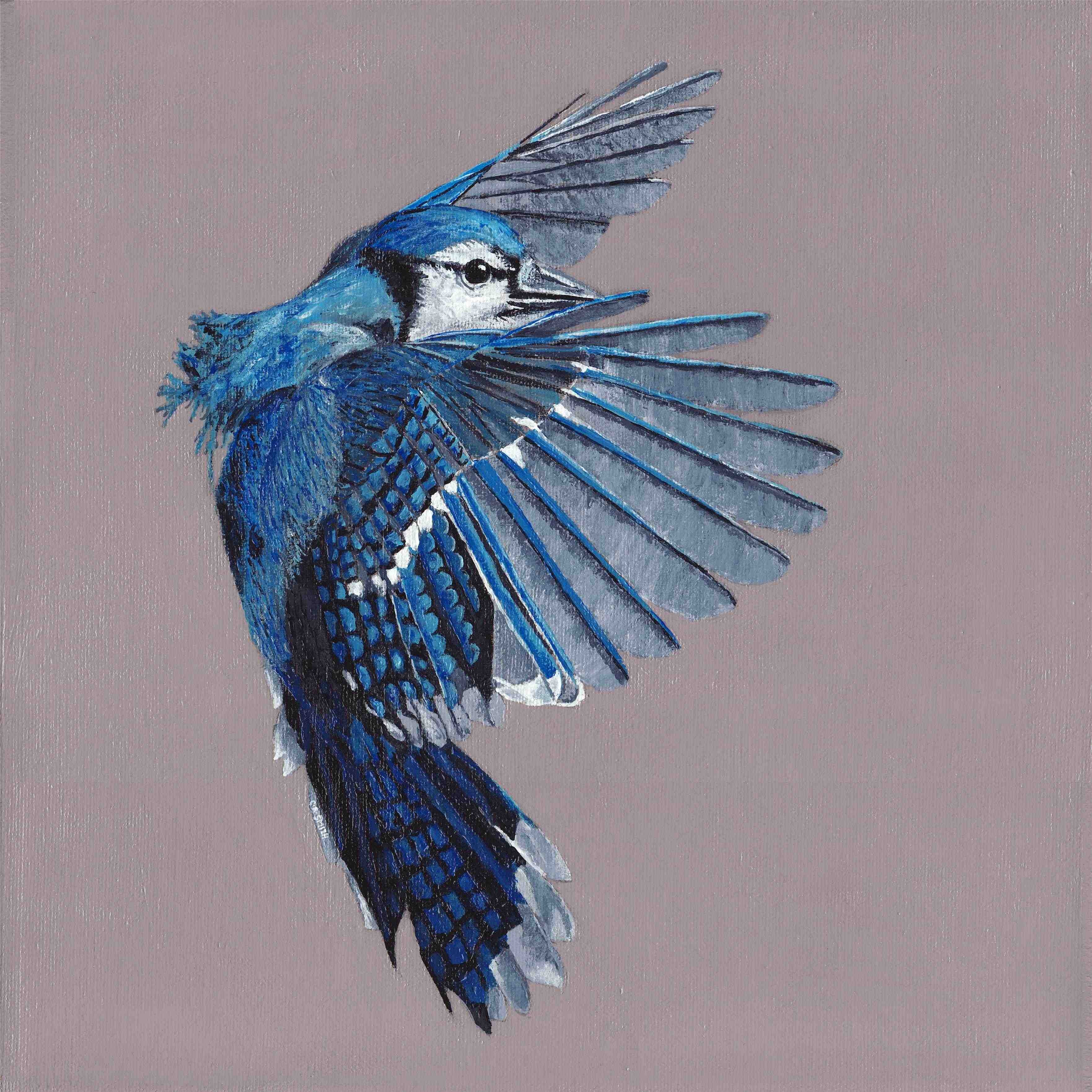 Blue Jay Art