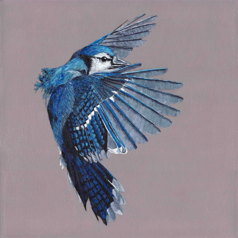 Animal blue jay Image