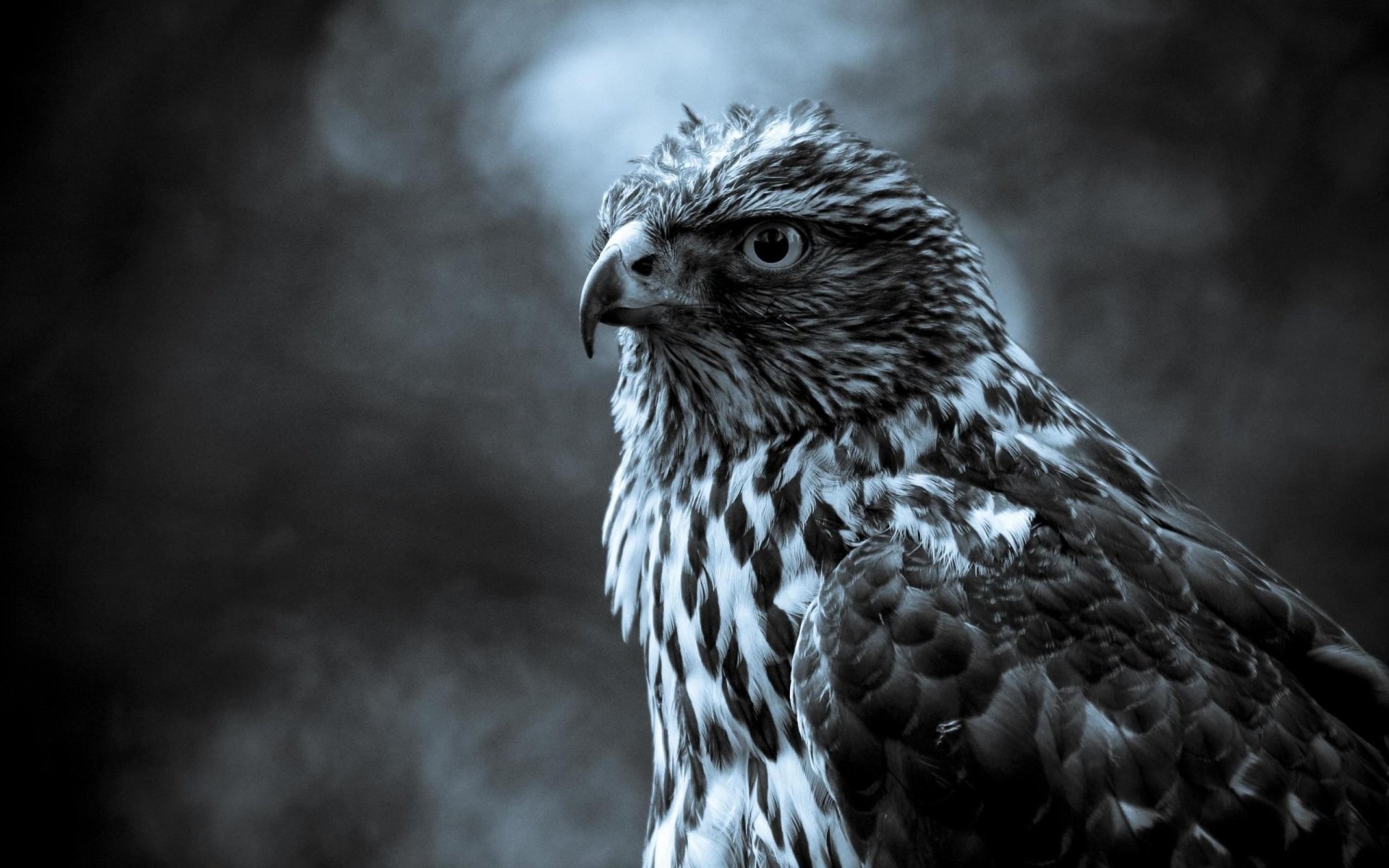 Download Animal Eagle Art