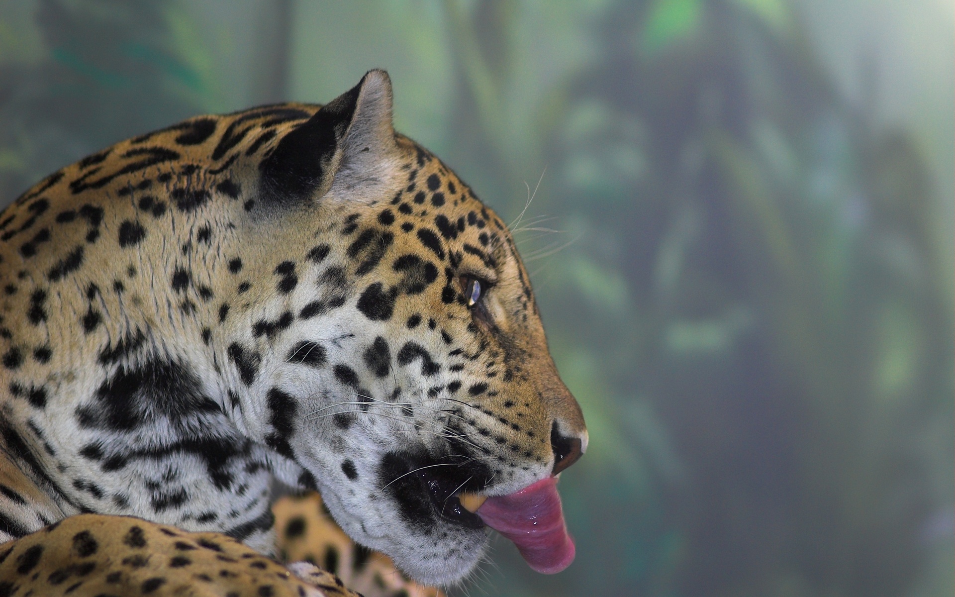 Leopard Art