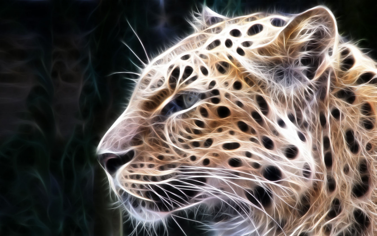 Wild Cat
