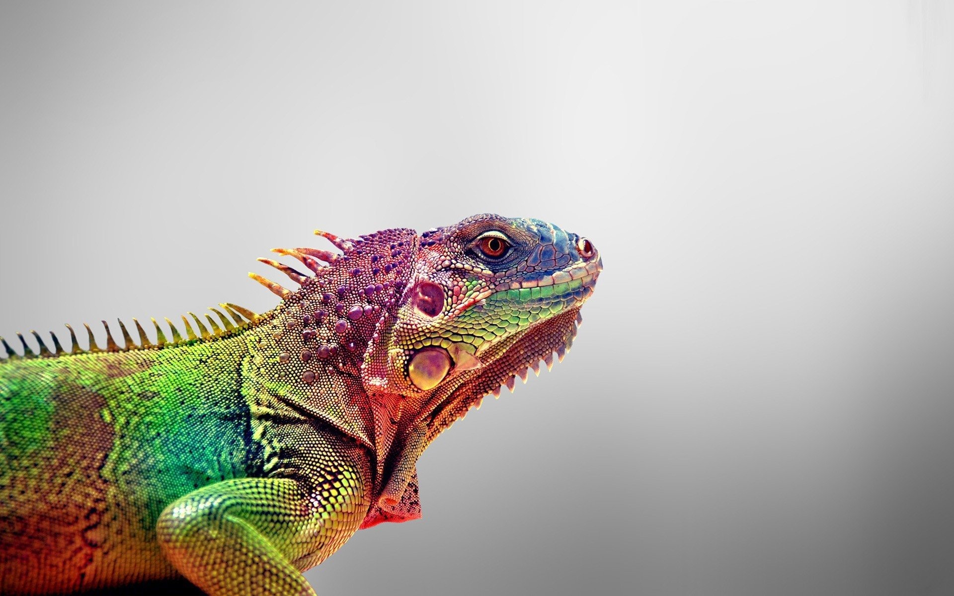 Animal Iguana Art