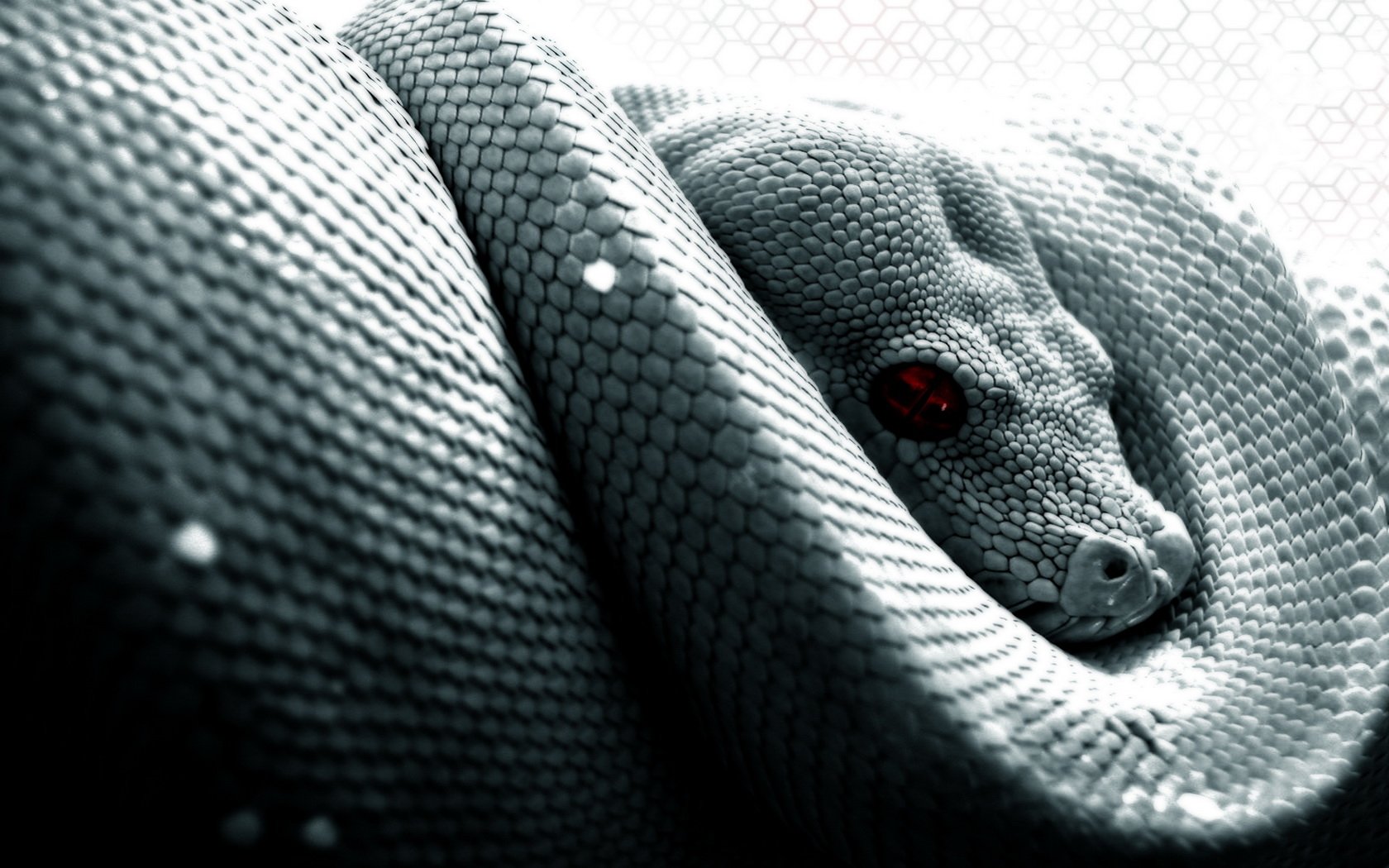 Download Animal Snake Art
