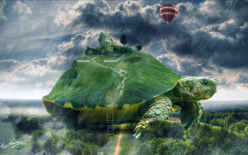 Animal tortoise Image