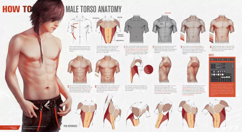  HOW TO: Male Torso Anatomy