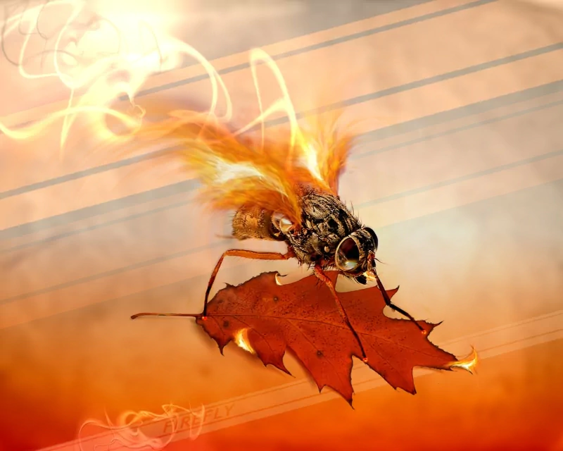 TV Show firefly (bug) Firefly (TV Show) Image