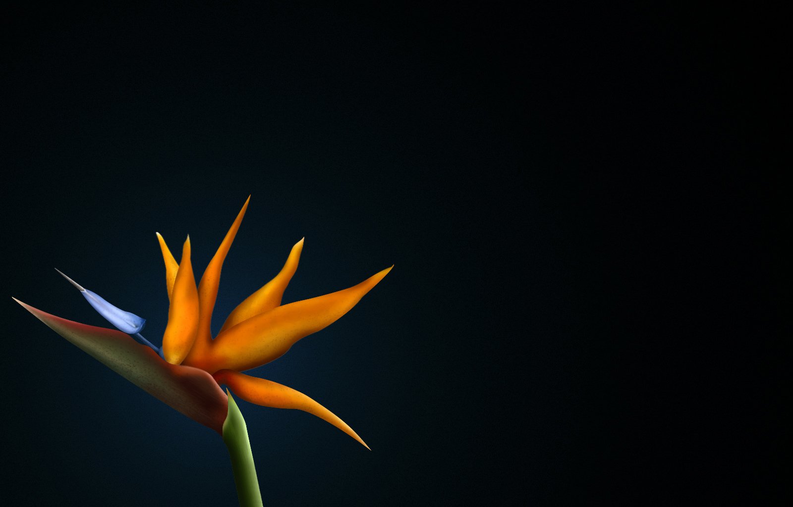 Vibrant orange Bird of Paradise flower against a deep black background, a bold nature display.