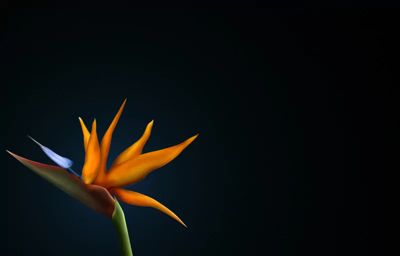 Vibrant orange Bird of Paradise flower against a deep black background, a bold nature display.