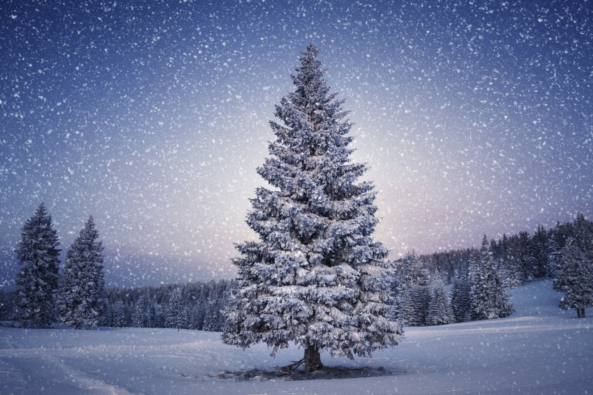 A snow-covered tree stands tall amid a snowy winter landscape as gentle snowfall blankets the serene natural scene.