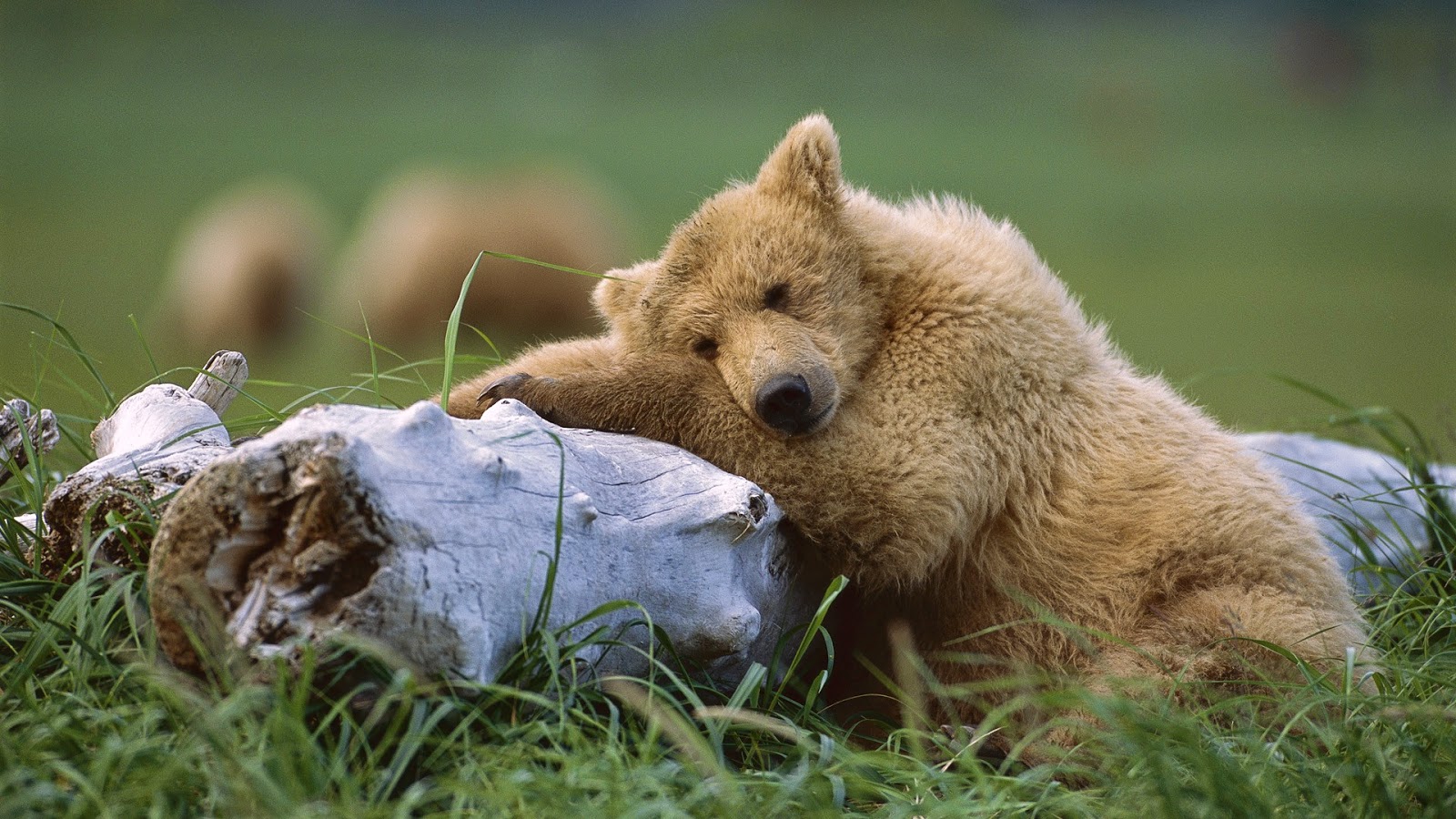 Brown Bear Resting on a Log