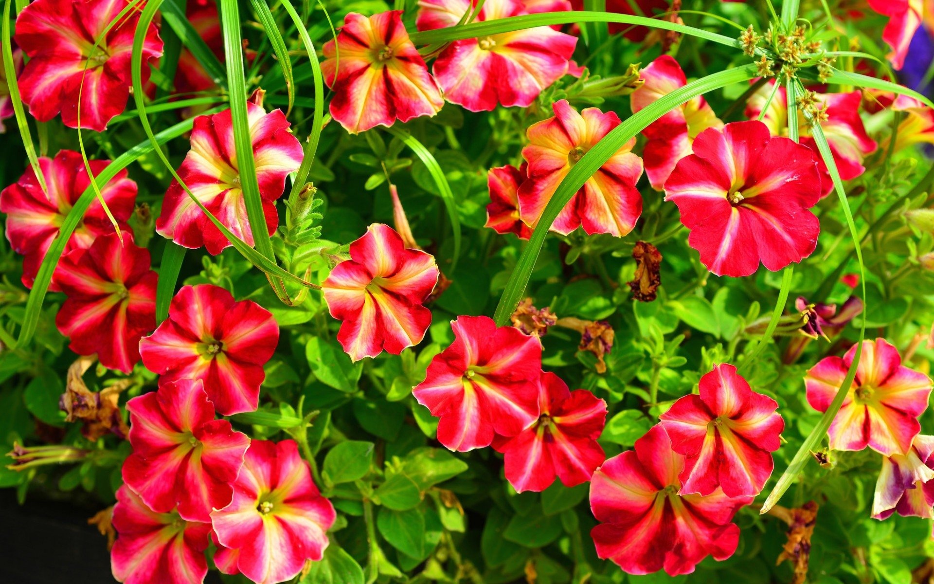 Download Bright Pink Flower Earth Nature Petunia Art