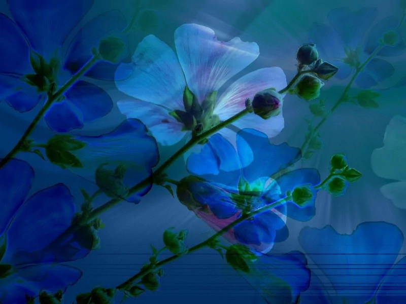  Blue Asters in 3D