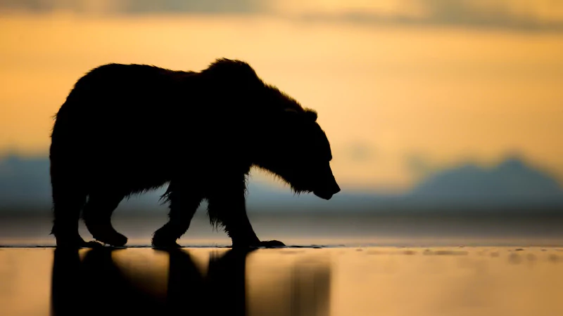 Animal bear Image