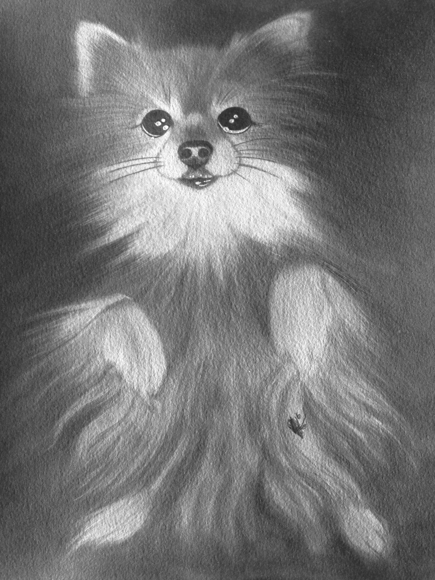 Traditional black and white drawing of a long-haired Pomeranian dog with bright eyes and a fluffy coat.