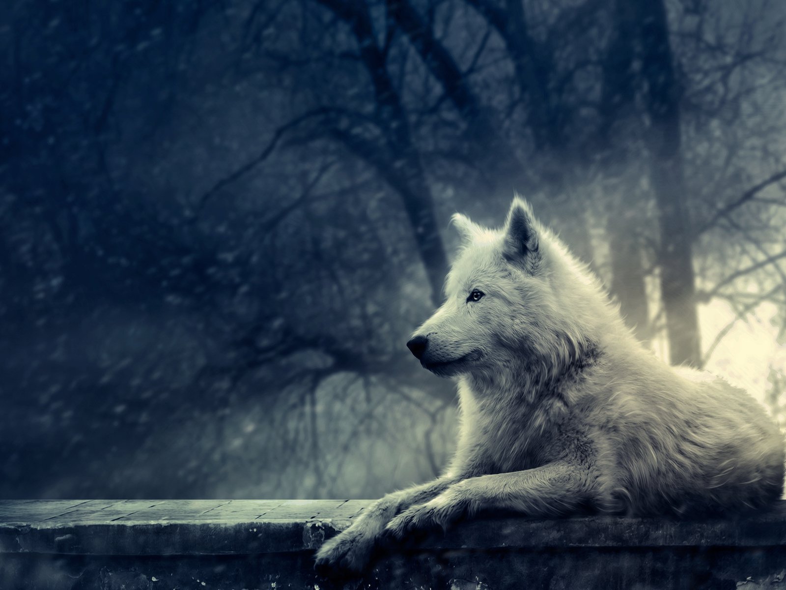A white wolf lies calmly on a stone ledge in a misty, dark forest setting.