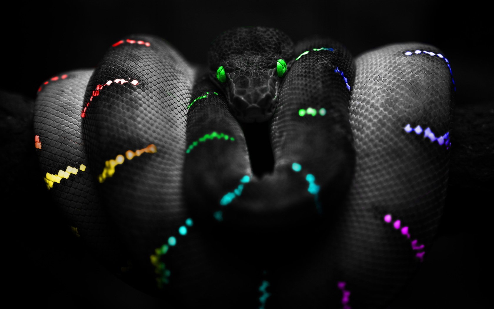 Download Animal Snake Art