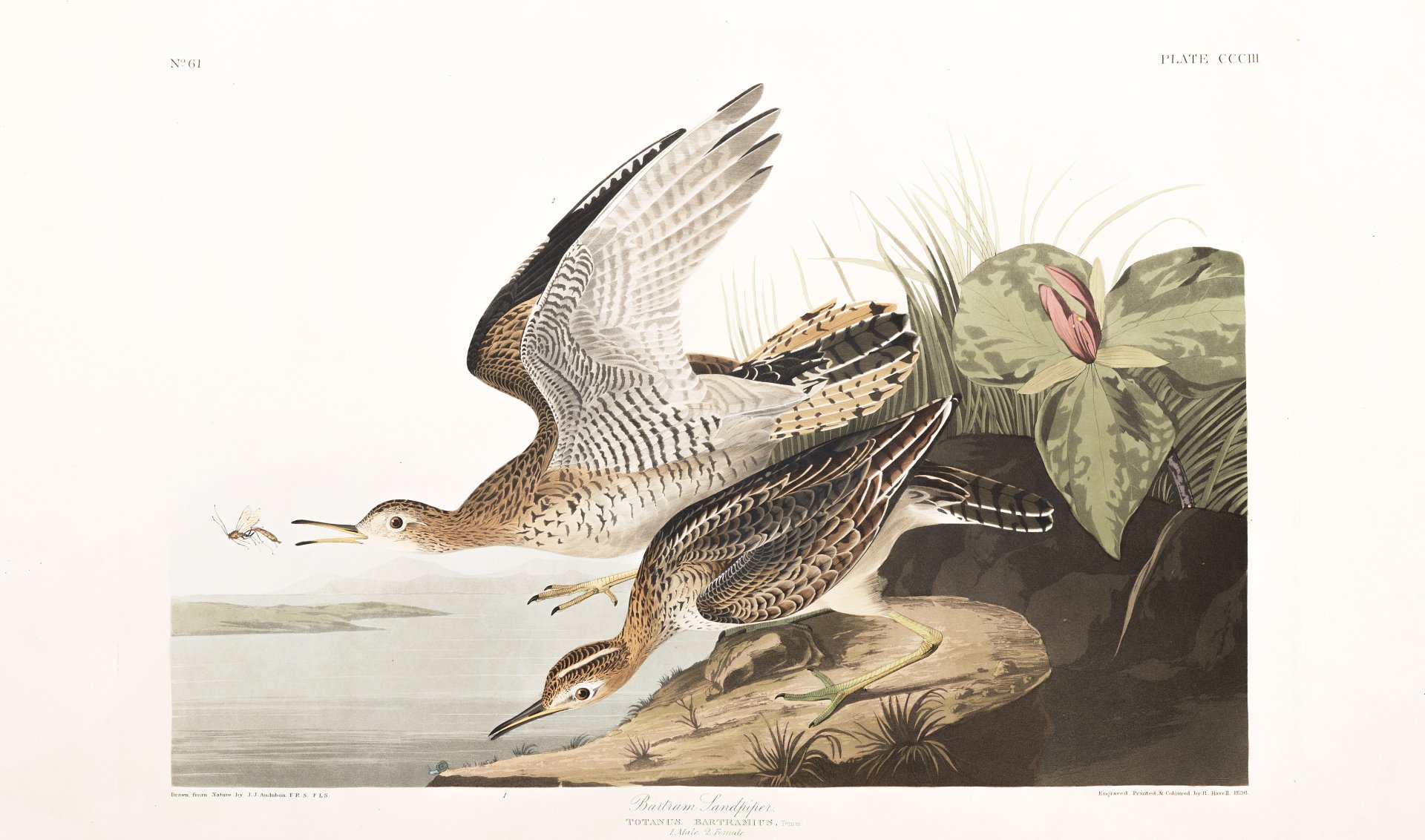 Download Animal Sandpiper Art