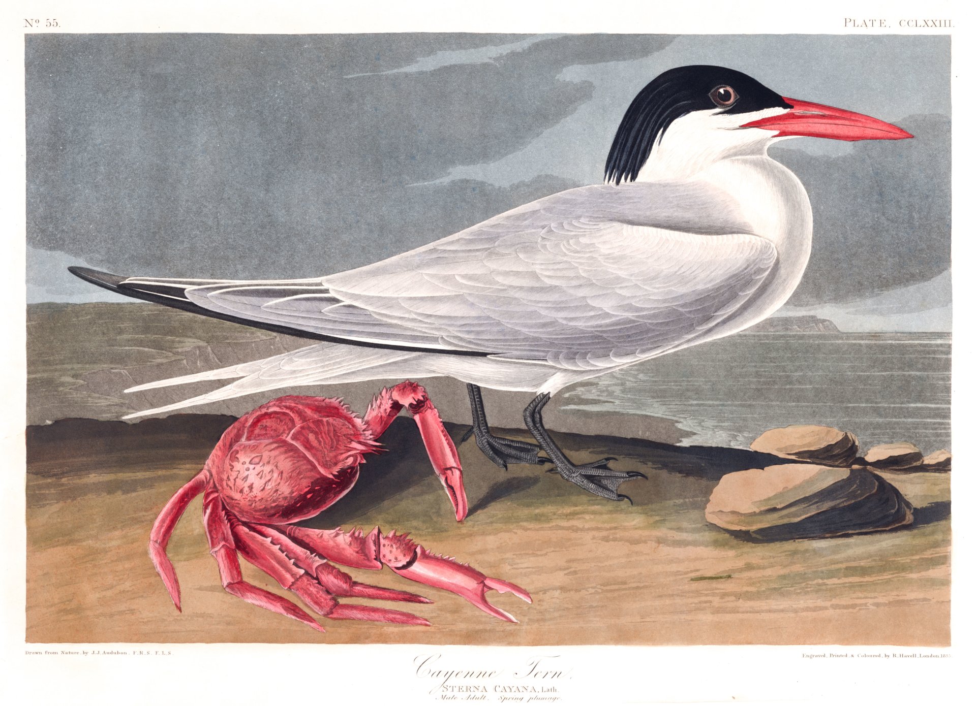 Download Animal Tern Art