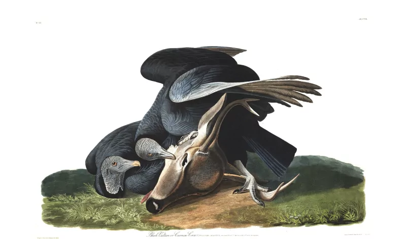  Black Vulture