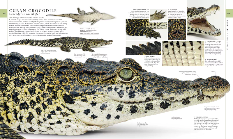  Cuban Crocodile (Crocodylus rhombifer)