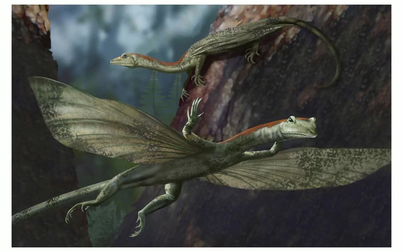  Gliding Lizard