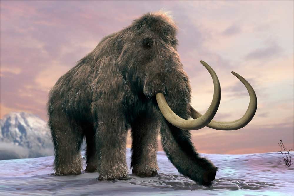 Download Animal Mammoth Art