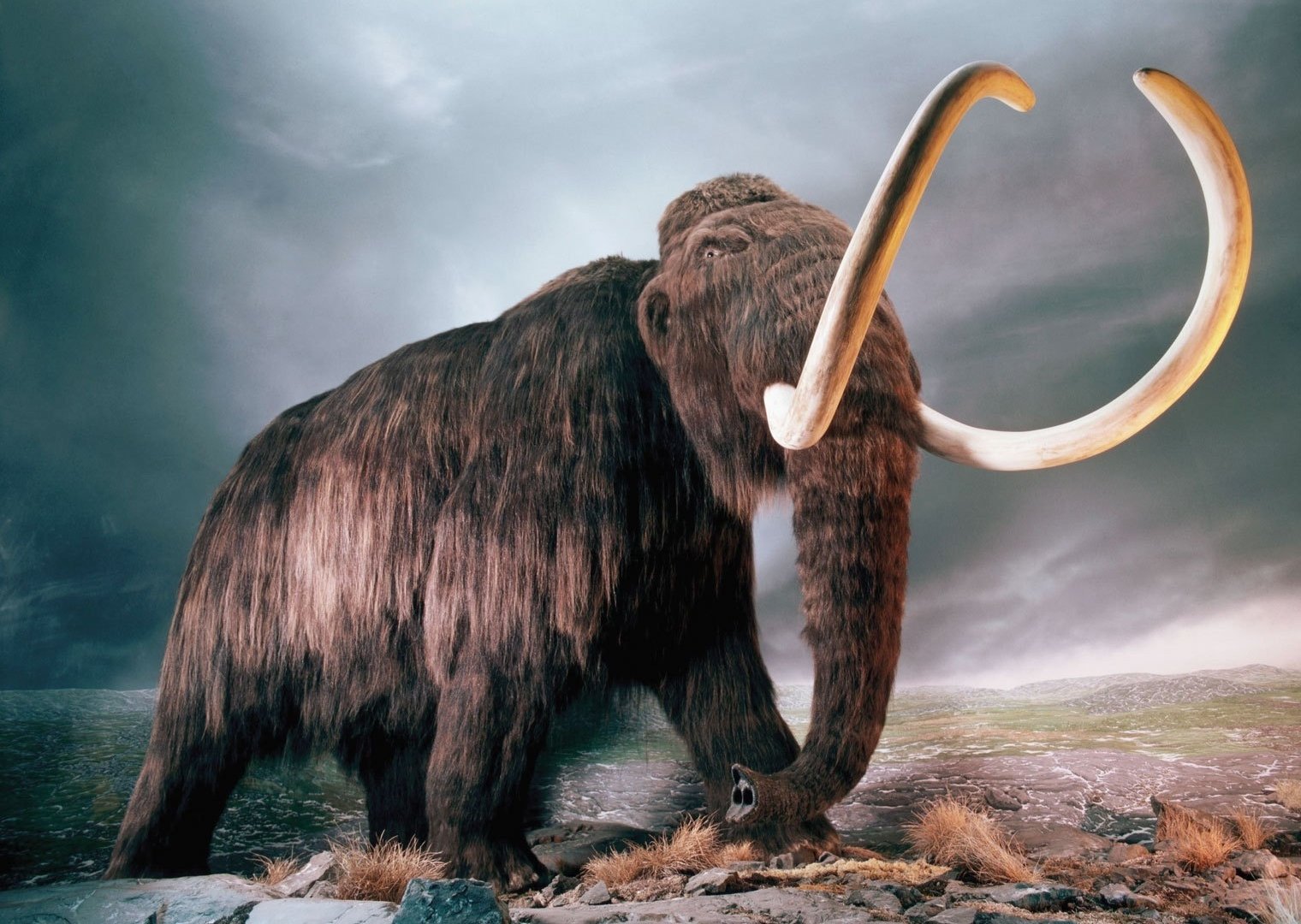 mammoth wallpaper Art - ID: 89372